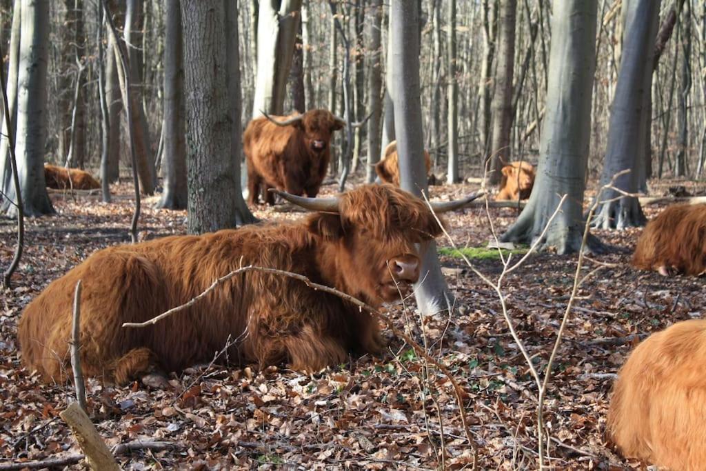 De Bosrand Grenzend Aan Het Bos Castricum Exterior foto
