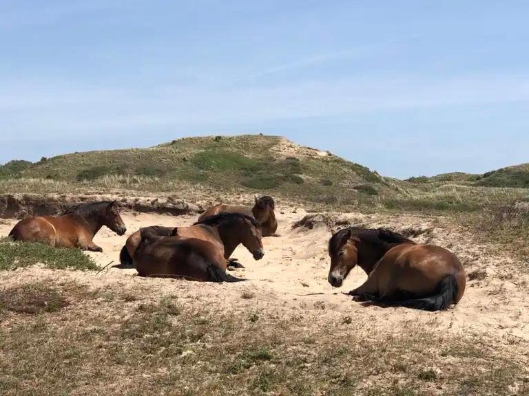 De Bosrand Grenzend Aan Het Bos Castricum Exterior foto