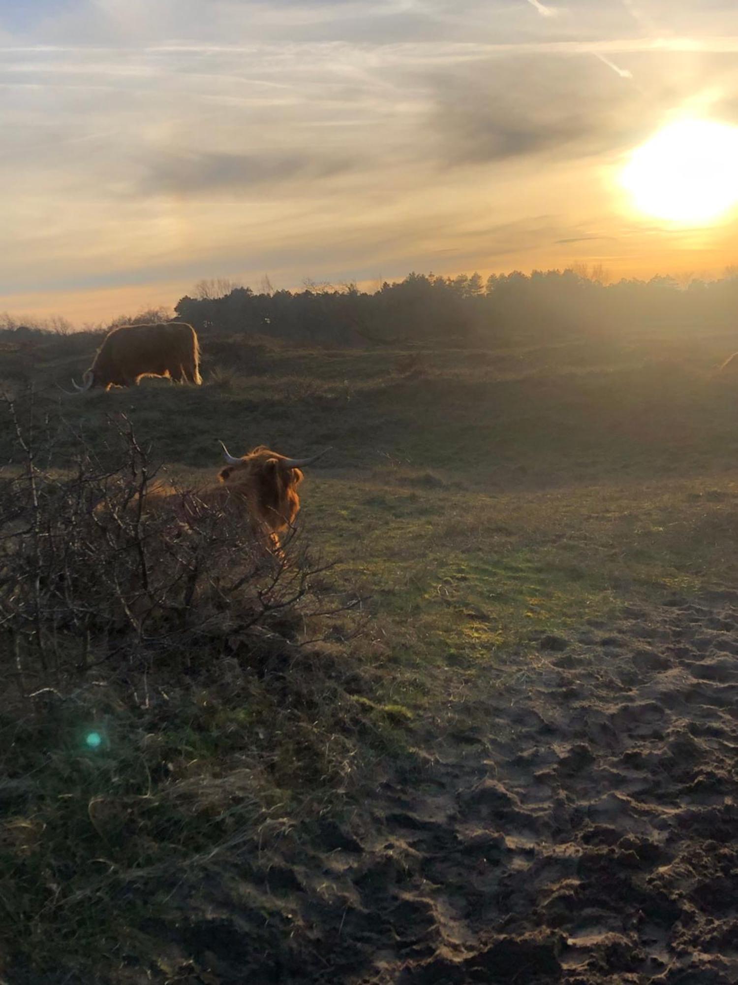 De Bosrand Grenzend Aan Het Bos Castricum Exterior foto