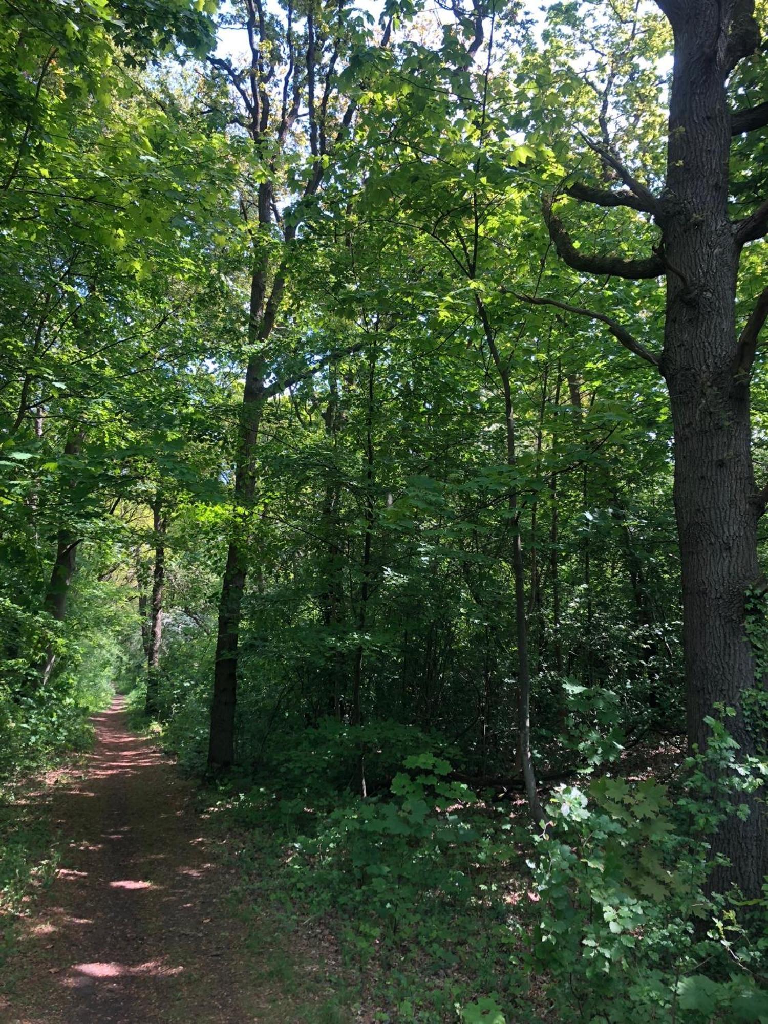 De Bosrand Grenzend Aan Het Bos Castricum Exterior foto
